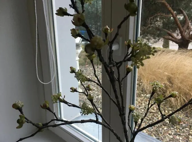 Odin Strandläufer *